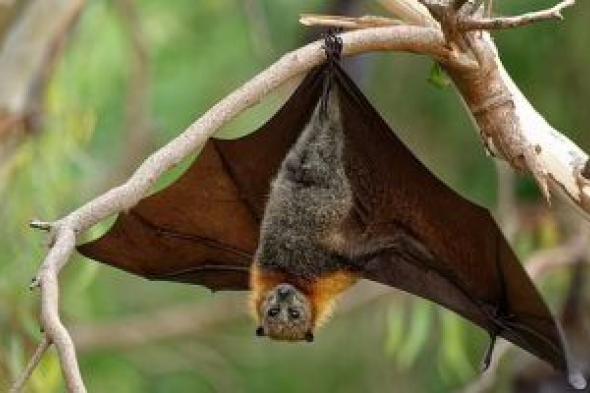 فيروس
نيباه
آخرها
..
أشهر
6
أمراض
وفيروسات
تنقلها
الخفافيش