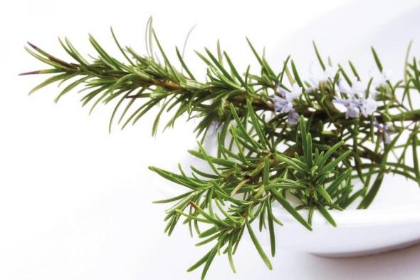 مستخلص
      إكليل
      الجبل
      يحارب
      التهاب
      الدماغ
      المصاحب
      لعلاج
      السرطان