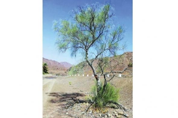 أشجار
الإمارات..
دواء
وغذاء
وحياة