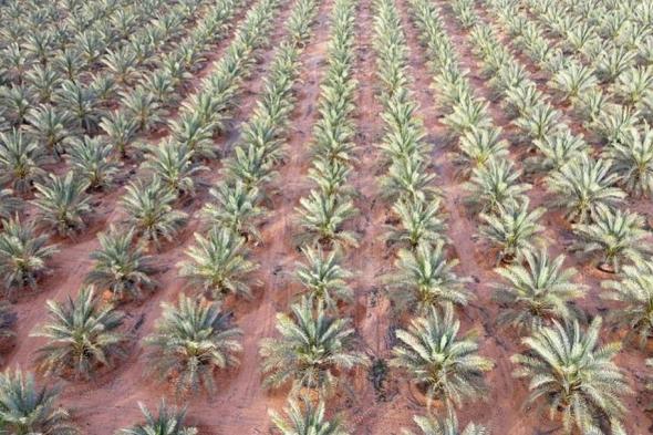 بإنتاج
    40
    ألف
    طن
    سنويًا..
    مليون
    نخلة
    تدفع
    عجلة
    التنمية
    في
    الجوف