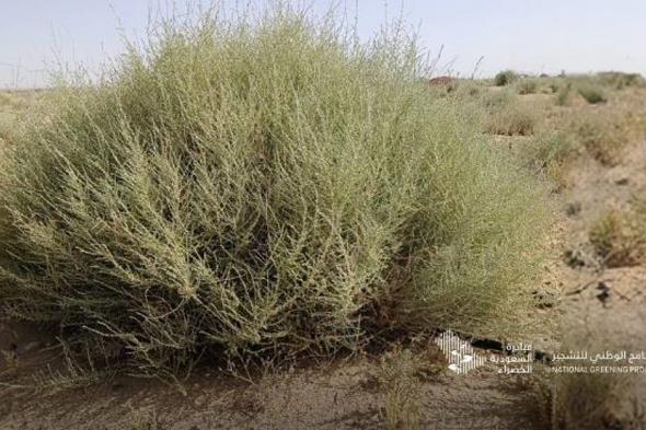 البرنامج
    الوطني
    للتشجير
    يكشف
    عن
    أبرز
    أنواع
    النباتات
    المحلية
    الملائمة
    للتشجير
    في
    الجوف