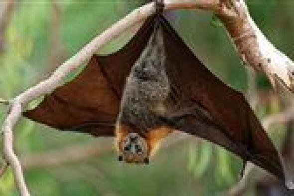 منظمة
      الصحة
      العالمية
      تُعلن
      عن
      حالات
      إصابة
      بفيروس
      نيباه
      في
      الهند