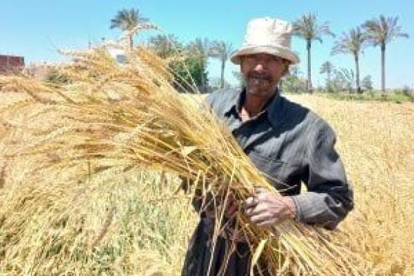 الذهب
الأصفر..
397
ألف
فدان
إجمالى
المنزرع
من
محصول
القمح
بالشرقية