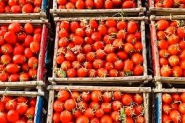 طفرة
في
صادرات
"الذهب
الأحمر"..
الطماطم
والفراولة
المصرية
تغزوان
الأسواق
الأوروبية