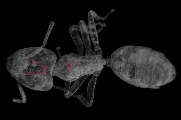 حشرات
      في
      كهرمان
      عمرها
      40
      مليون
      سنة