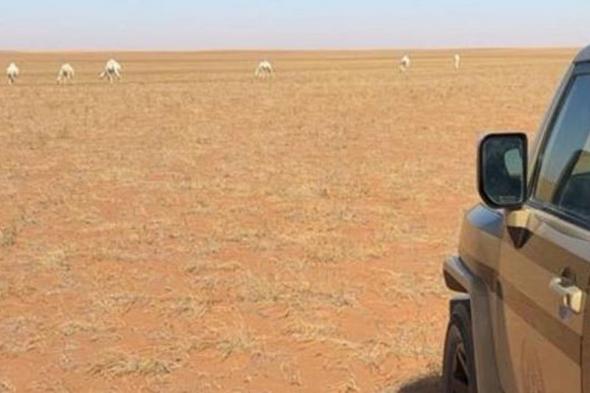 ضبط
    مواطن
    لارتكابه
    مخالفة
    رعي
    بمحمية
    الإمام
    عبدالعزيز
    بن
    محمد
    الملكية