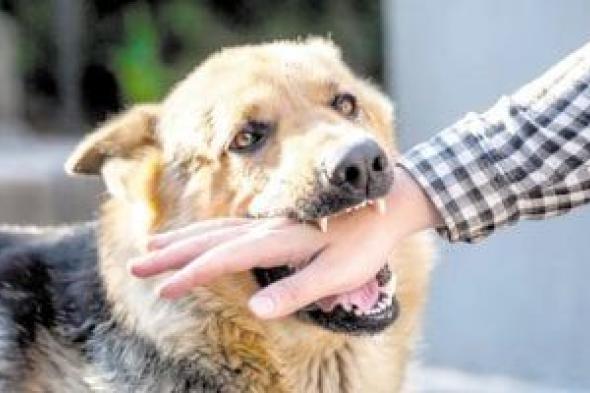 اعرف
حقك..
الحبس
والغرامة
عقوبة
التعدى
على
الغير
باستخدام
كلب