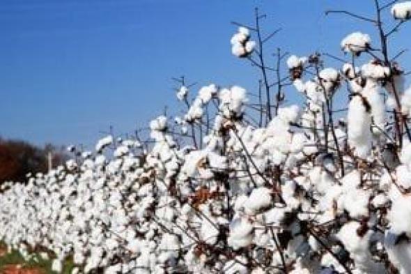 ليه
القطن
المصري
الأكثر
شهرة
على
مستوى
العالم؟