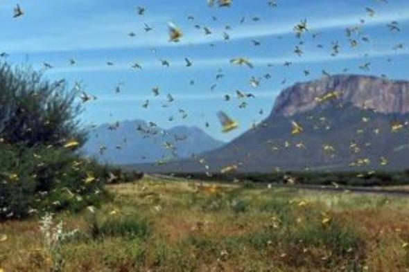 صمت الحشرات.. تحذير بيئى ينذر بمستقبل مقلق للبشرية بعد اختفاء بعض الكائنات