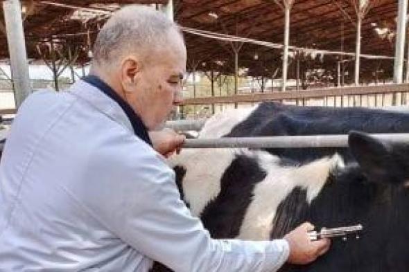 بين
رعاية
الجنين
ووفرة
الحليب..
دليل
تغذية
الماشية
فى
الفترات
الحرجة