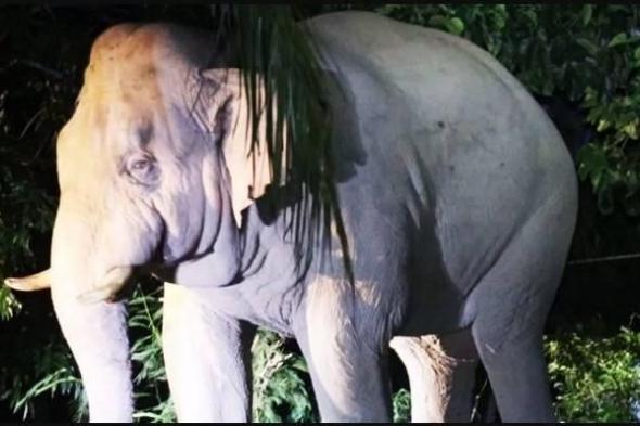 فيل
يقتل
سائحاً
في
متنزه
بتايلاند