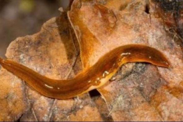 دودة قاتلة ترعب أوروبا.. تتكاثر ذاتيا وتهدد ملايين المحاصيل الزراعية.. فيديو