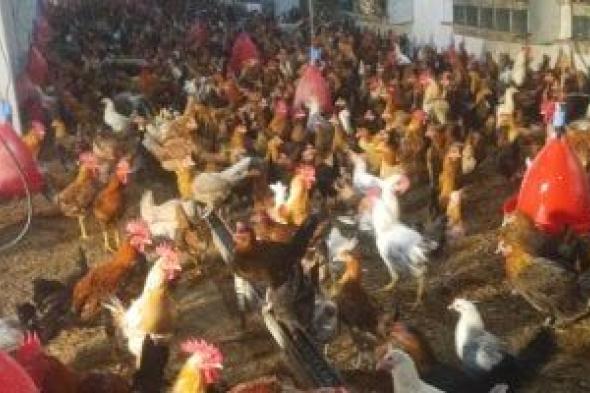 سعر
الفراخ
اليوم
الخميس
5
فبراير
2026
تسليم
المزرعة