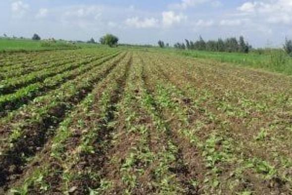 بين
رحيل
طوبة
وتقلبات
أمشير..
تحذيرات
زراعية
لمواجهة
أخطر
أسبوعين
بالموسم