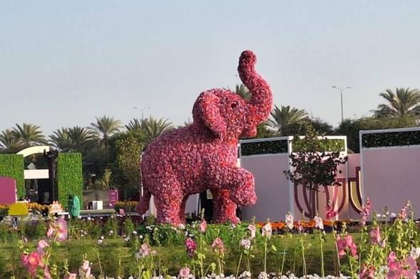 10
      مجسمات
      ضخمة
      تستقطب
      زوار
      «العين
      للزهور»
      (فيديو)