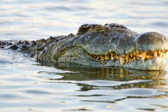 قفز إلى النهر هربًا من الفيلة.. فابتلعه تمساح