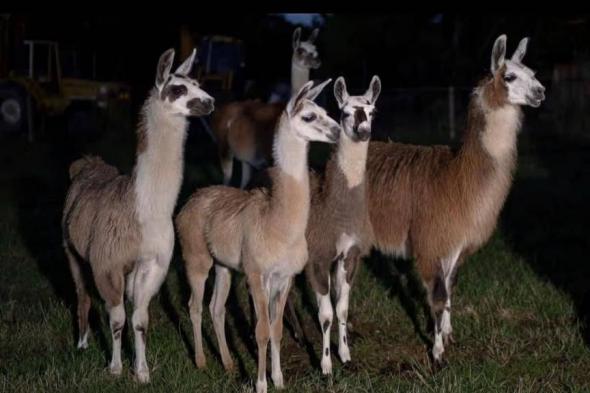 قطيع
      من
      «اللاما»
      يحاصر
      لصاً
      ويسلمه
      للشرطة