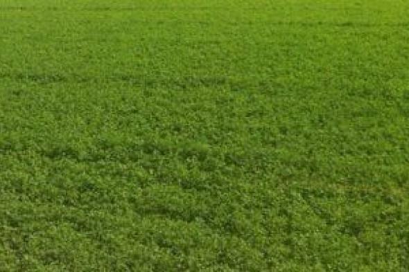 أمشير
يخالف
التوقعات..
تحذيرات
من
دفء
مفاجئ
يربك
الحسابات
الزراعية