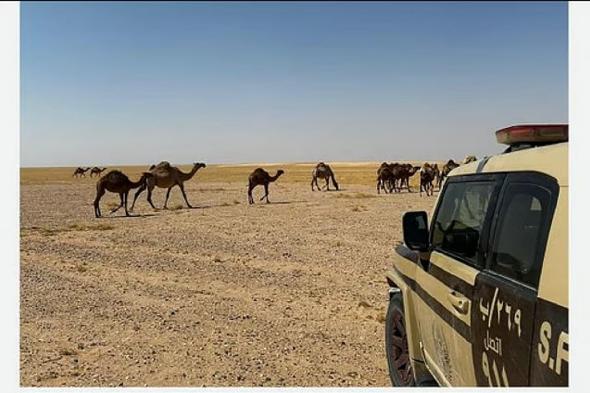 ضبط
    مواطن
    لارتكابة
    مخالفة
    رعي
    في
    محمية
    الملك
    عبدالعزيز
    الملكية