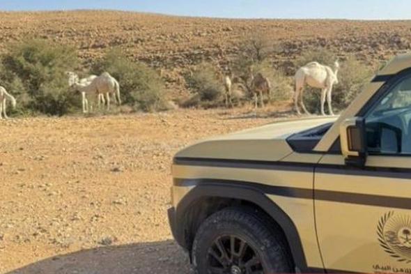 ضبط
    مواطن
    لارتكابه
    مخالفة
    رعي
    بمحمية
    الملك
    عبدالعزيز
    الملكية