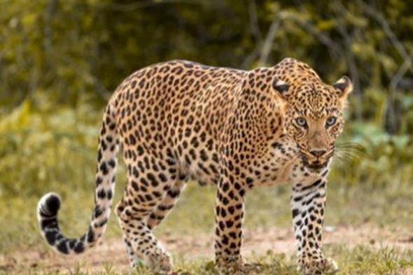 نادي
    العُلا
    ينظّم
    فعالية
    توعوية
    بمناسبة
    اليوم
    العالمي
    للنمر
    العربي