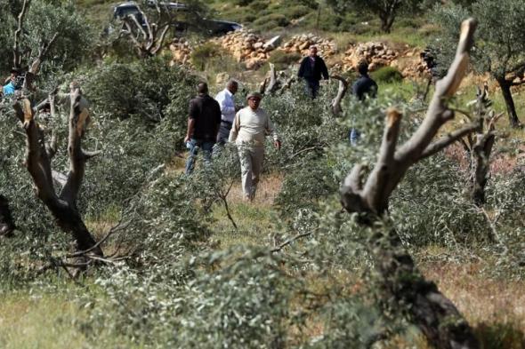 مستوطنون
يقطعون
أكثر
من
70
شجرة
زيتون
جنوب
الخليل