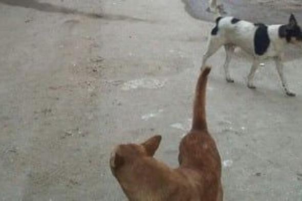 الطب
البيطرى:
تلقيح
وتحصين
8254
كلب
ضال
منذ
بداية
شهر
يناير