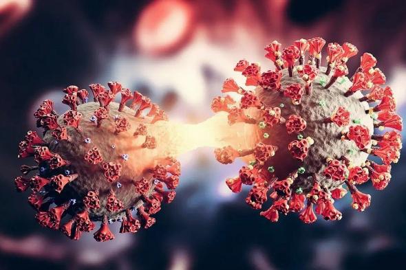 «الصحة
    العالمية»
    تقلل
    من
    خطر
    تفشي
    فيروس
    نيباه
    القاتل