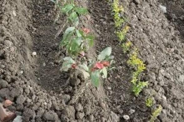 فرع
الشؤون
الإسلامية
بجازان
يطلق
مبادرة
لتشجير
ساحات
الجوامع
والمساجد