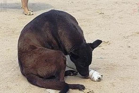 فيديو
«مشنقة
الكلب»
يهز
الغربية..
والأمن
يلقى
القبض
على
المتهم
فى
طنطا