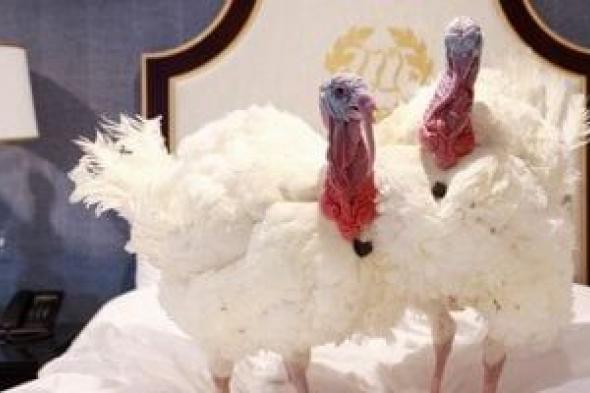 120
جنيهًا
لكيلو
الرومي
الأمهات
الحي
ببني
سويف