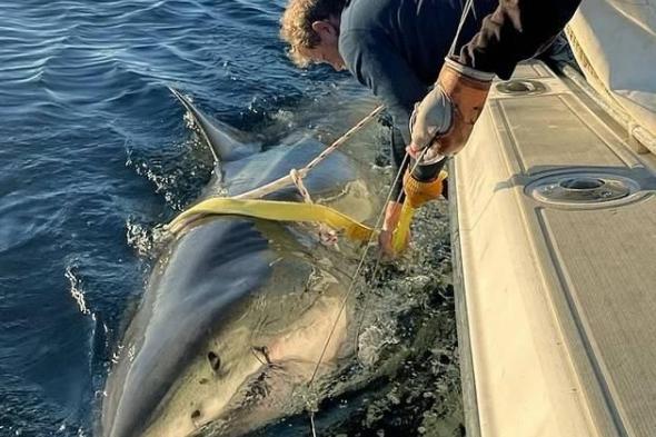 رصد
      أكبر
      قرش
      أبيض
      قبالة
      سواحل
      كارولينا
      الشمالية