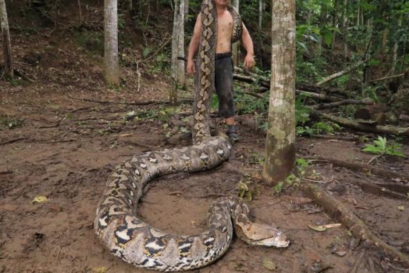 «البارونة» أضخم أفعى في العالم: طولها 7 أمتار وتستطيع بلع بقرة كبيرة مرة واحدة