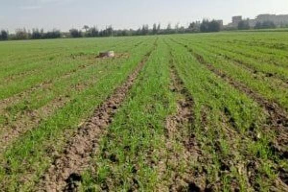 أمشير
ما
بيهزرش..
خريطة
زمنية
وقرارات
حاسمة
لإنقاذ
القمح
والفول
من
الرياح