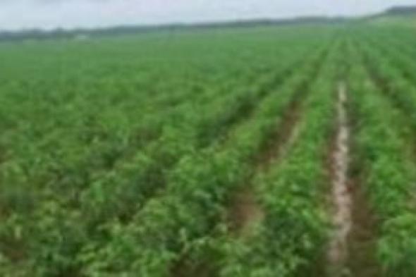 كيف
تحمى
محصولك
من
عواصف
أمشير؟