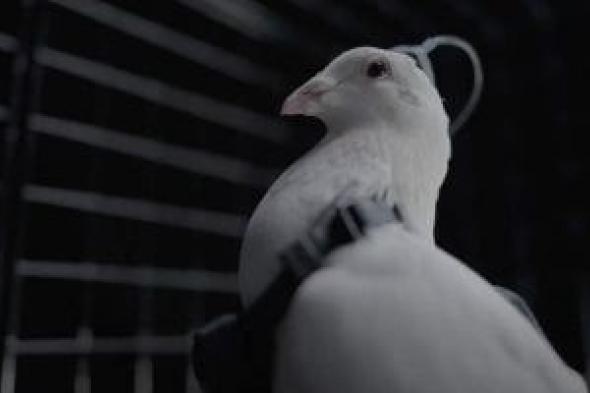 شركة
روسية
تروج
لاستخدام
غرسات
دماغية
لتحويل
الحمام
إلى
أدوات
مراقبة