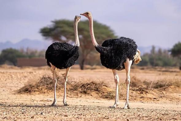 مسؤول:
    6
    معايير
    لإطلاق
    الكائنات
    الفطرية