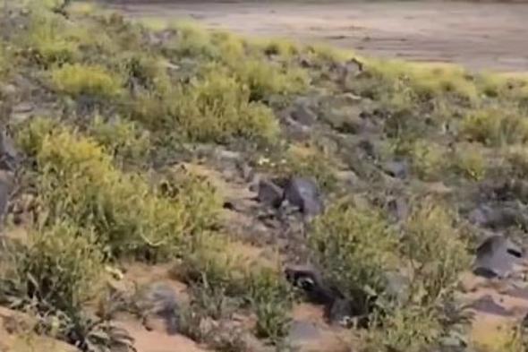 رئيس
    «العناية
    بالبيئة»:
    الاحتطاب
    والرعي
    الجائر
    من
    أكثر
    الممارسات
    ضررا