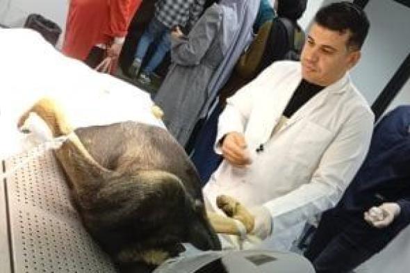 مصر
خالية
من
السعار..
تعرف
على
فعاليات
مواجهة
ظاهرة
الكلاب
الضالة
بالبحيرة