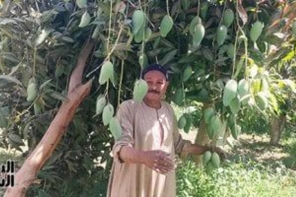 موسم ملكة الفواكه.. المانجا تزين أشجار الأقصر