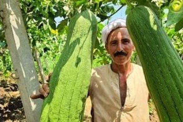 فرحة الحصاد.. محصول اللوف يزين غيطان الشرقية